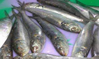 Recipe For Stuffed Sardines